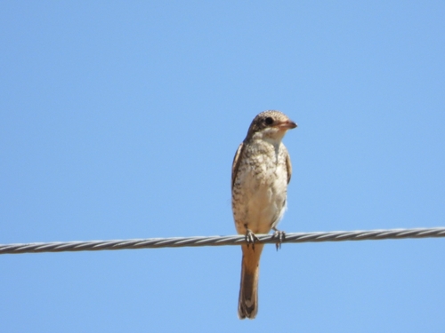 Woodchat Shrike