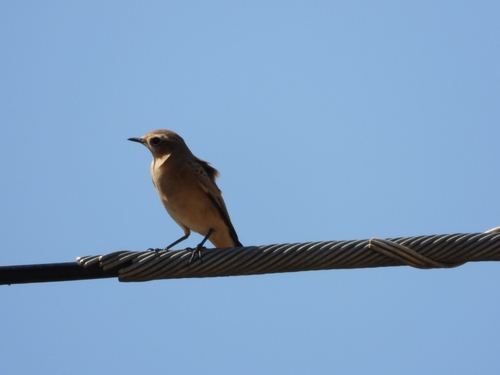 Northern Wheatear