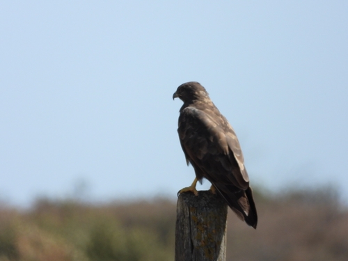 Common Buzzard