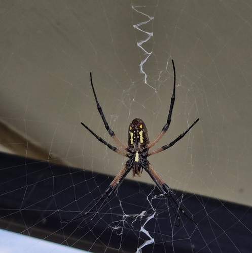 Yellow Garden Spider