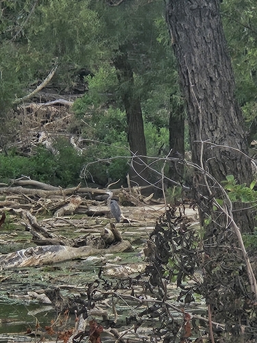Great Blue Heron
