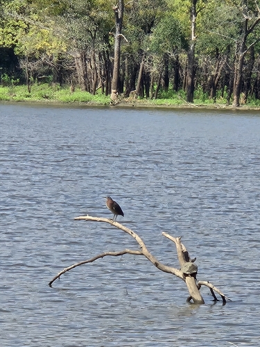 Green Heron