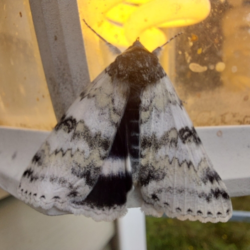 White Underwing