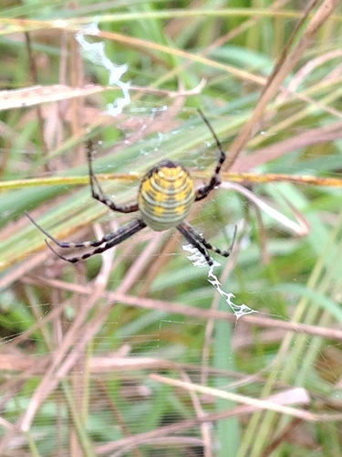 Banded Garden Spider