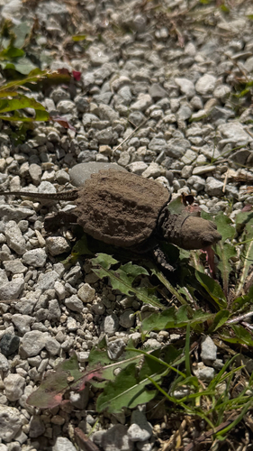 Common Snapping Turtle