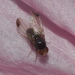 Drosophila elegans - Photo (c) 熊盛志, todos los derechos reservados, subido por 熊盛志