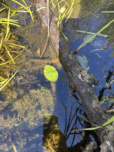 Watershield