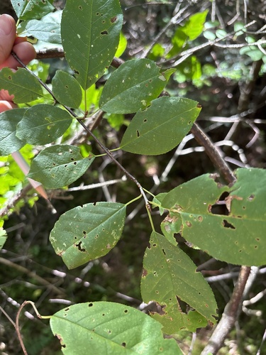 chokecherry