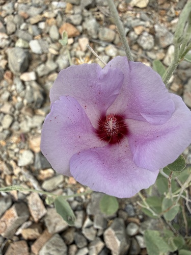 Rock Hibiscus