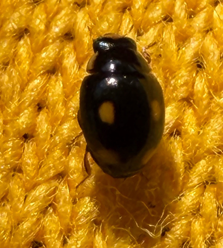 Four-eyed Sigil Lady Beetle