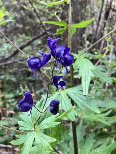 Columbian Monkshood