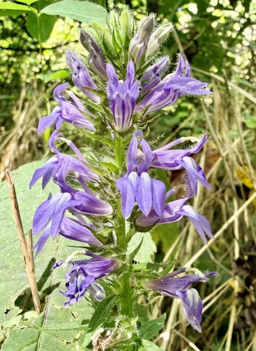 great blue lobelia