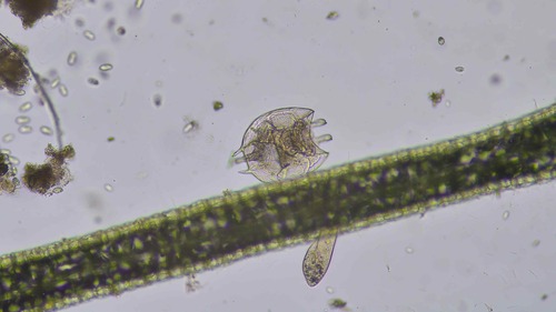 Platyias quadricornis