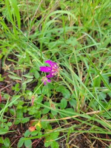 pinewoods geranium