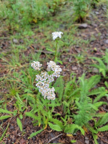 common yarrow
