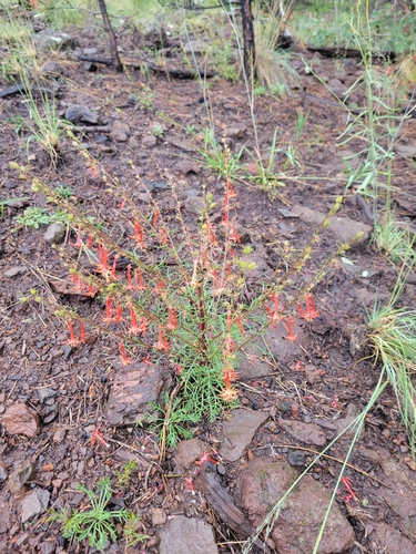 Scarlet Gilia