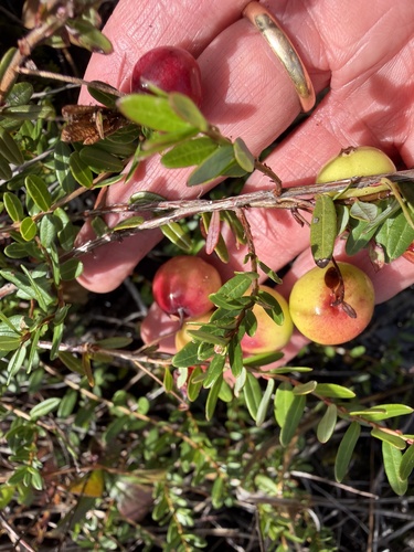 Large cranberry