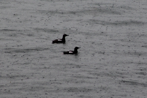 Black Guillemot