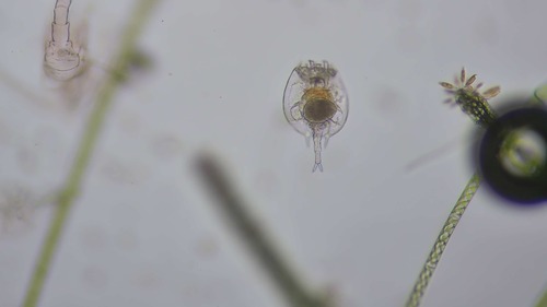 Platyias quadricornis