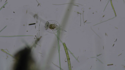 Platyias quadricornis