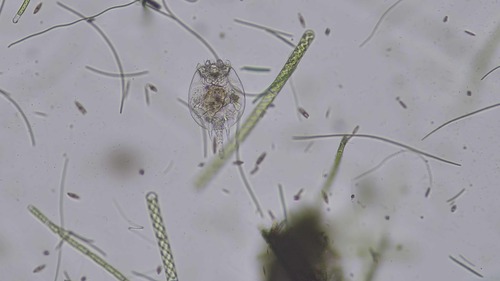 Platyias quadricornis