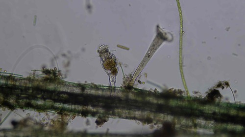 Philodina megalotrocha