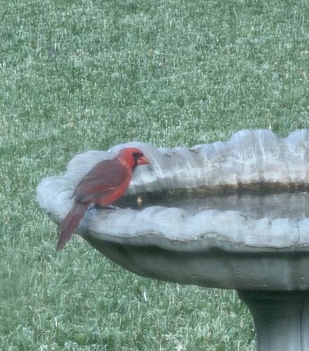 Northern Cardinal