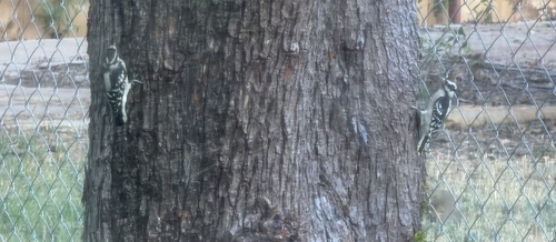 Downy Woodpecker