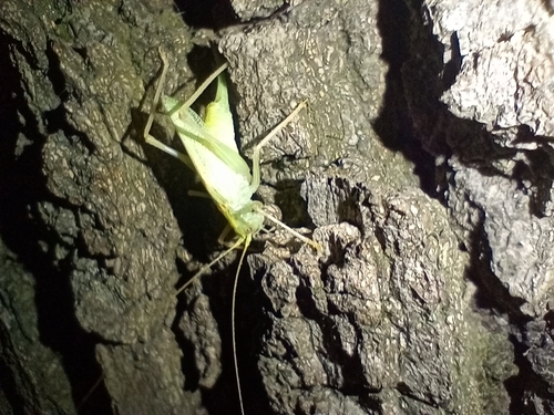 Oak Bush-cricket