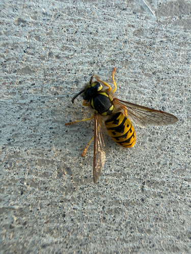 German Yellowjacket