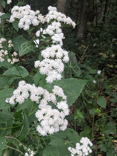 white snakeroot