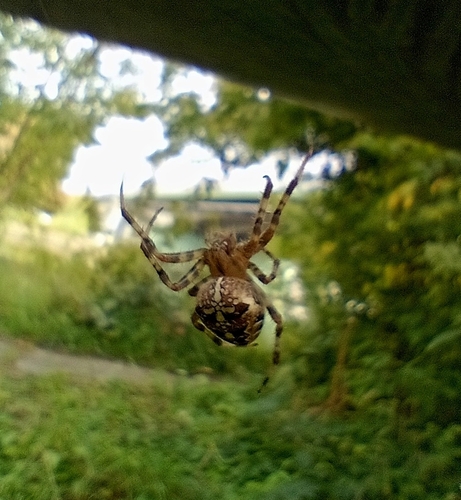 Cross Orbweaver