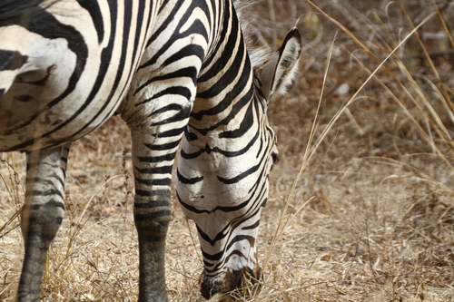 Plains Zebra