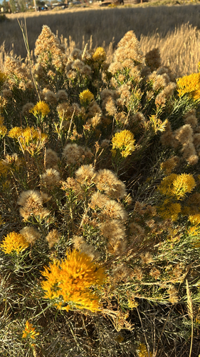 Rubber Rabbitbrush