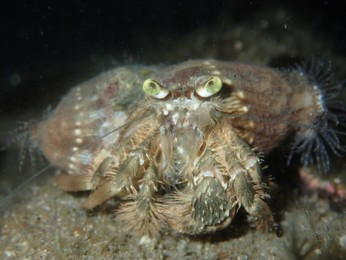 Dardanus deformis (H.Milne-Edwards, 1836)