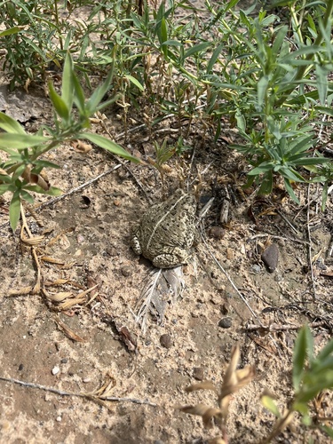 Woodhouse's Toad
