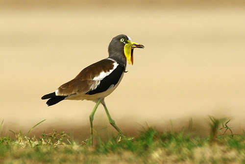 White-crowned Lapwing