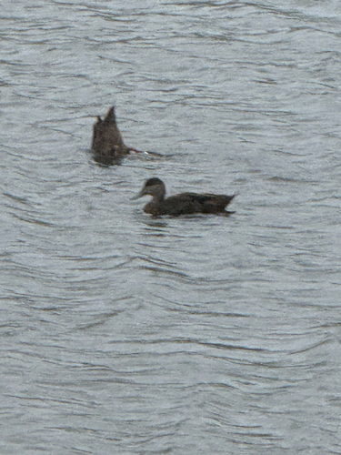 American Black Duck