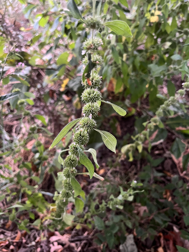 False Motherwort