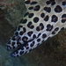 Spotted Moray - Photo (c) 張凱 Kai Chang, all rights reserved, uploaded by 張凱 Kai Chang