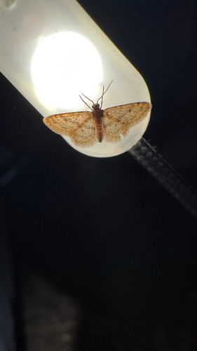 iNaturalist observation photo of Fortunate Wave