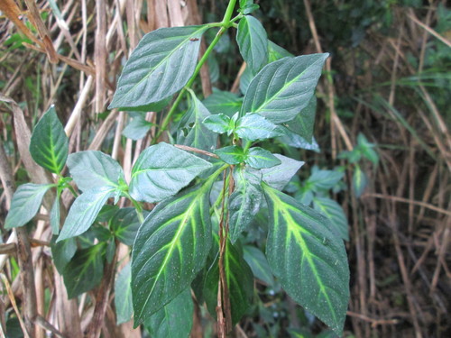 Mushroom Plant (Rungia klossii)