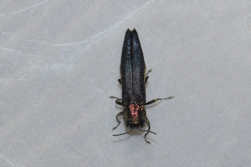 Agrilus spinipennis