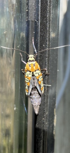 Ailanthus Webworm Moth