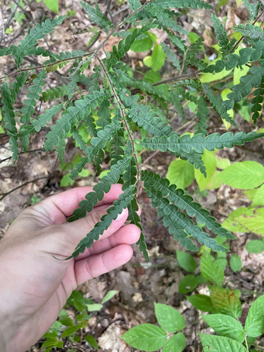 sweetfern