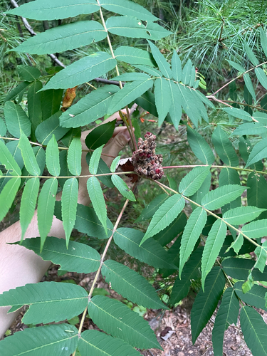 staghorn sumac