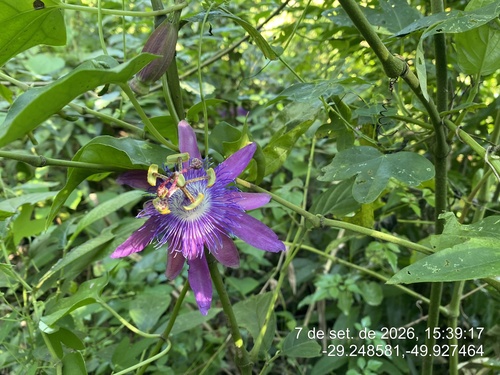 Passiflora loefgrenii