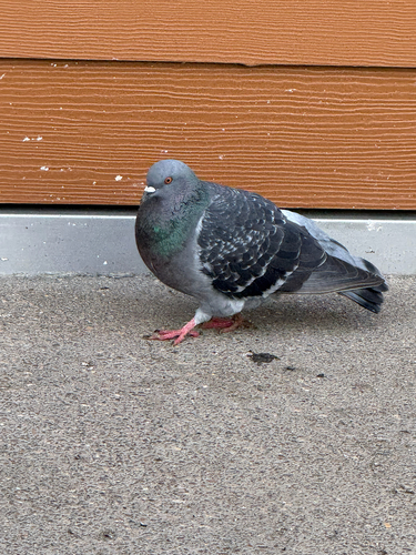 Feral Pigeon