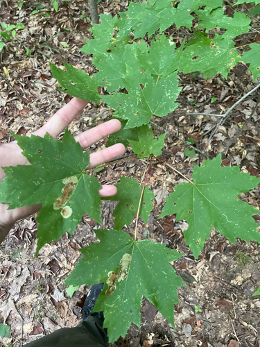 red maple