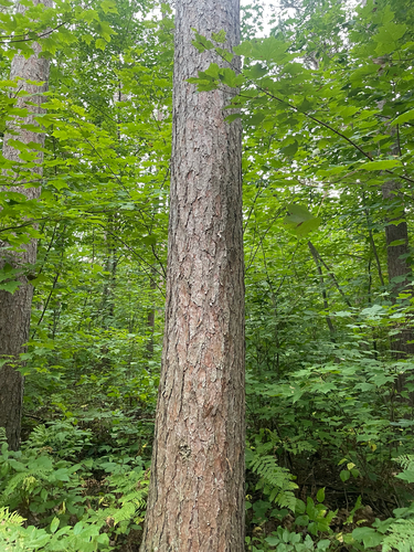 red pine